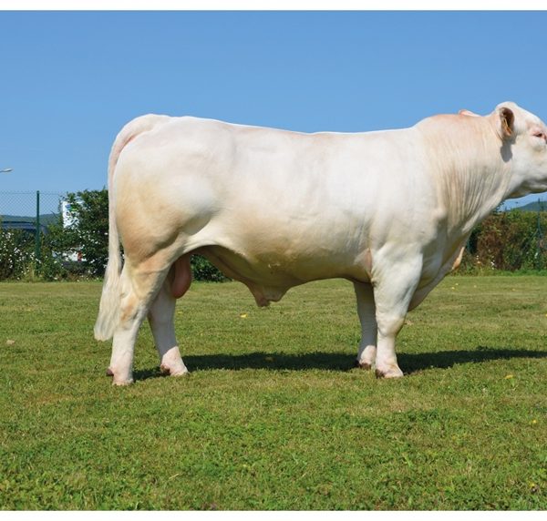 Charolais FORGEOT P - Kem - FR7121830998 - Trắng