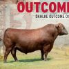 Red Angus Payload (Cọp) - 0200AR20727 - Canada - Trắng nhỏ - Cọng