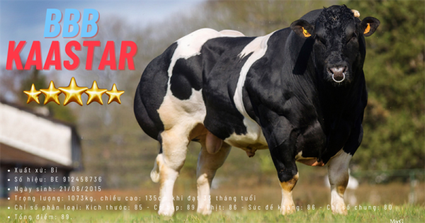 BBB KASTAAR - BE912458736 - 89 POINTS- Tím - Liều