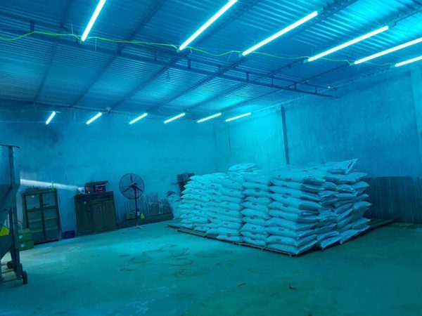 Máng bóng UV - cái - Ảnh 3