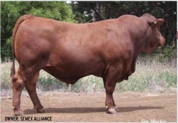 Red Angus SENEPOL - 0200SE00901 - Trắng - liều