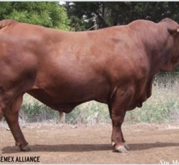 Red Angus SENEPOL - 0200SE00901 - Trắng - liều