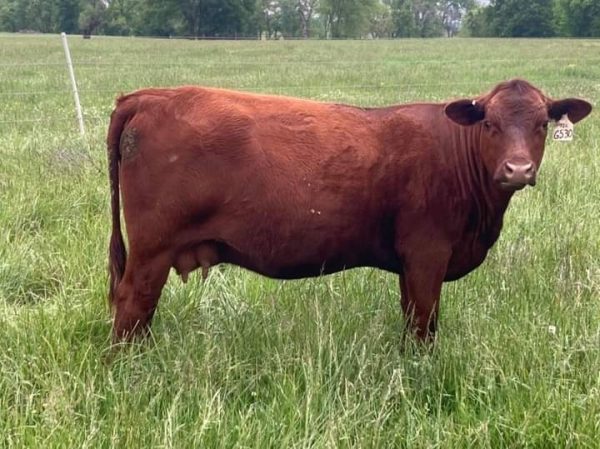 Red Angus SENEPOL - 0200SE00901 - Trắng - liều - Ảnh 3