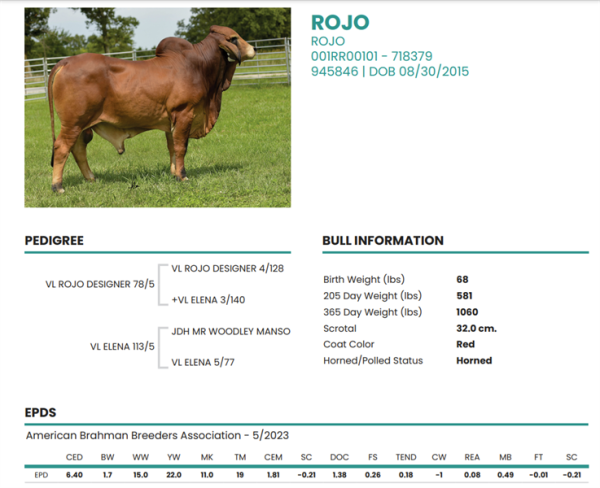 Red Brahman Rojo - 001RR00101 - Mỹ - Trắng To - Cọng - Ảnh 2