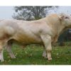 Charolais Floor - Kem Pháp - Trắng - liều