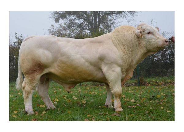 Charolais Floor - Kem Pháp - Trắng - liều