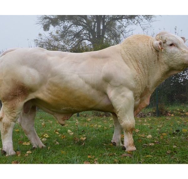 Charolais Floor - Kem Pháp - Trắng - liều