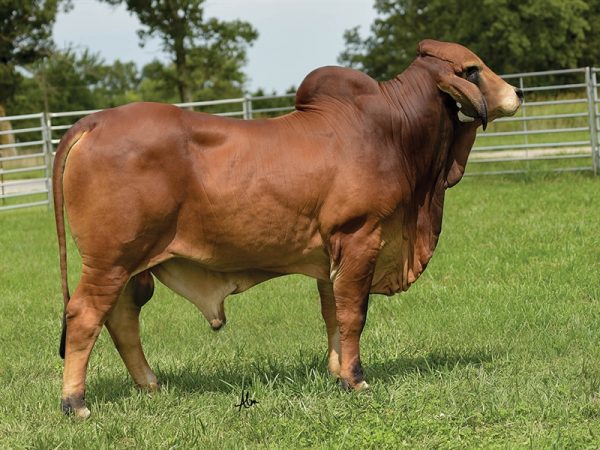Red Brahman Rojo - 001RR00101 - Mỹ - Trắng To - Cọng