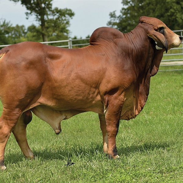 Red Brahman Rojo - 001RR00101 - Mỹ - Trắng To - Cọng