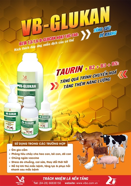 VB GLUCAN (tăng lực, Beta 1,3/1,6‐D) 1 lít - Can