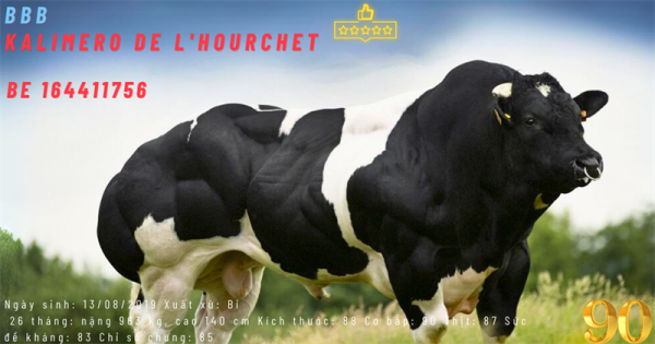 BBB KALIMERO - BE164411756 - 90 Points - Đỏ - Liều - Ảnh 2