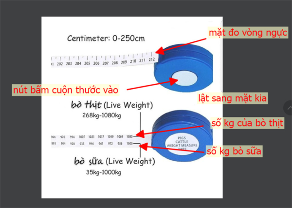 Thước đo thể trọng Bò - Cái - Ảnh 4