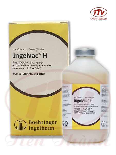 Vaccine Ingelvac H® - Phòng Viêm phổi dính sườn APP - 50 Liều - Lọ 50 liều