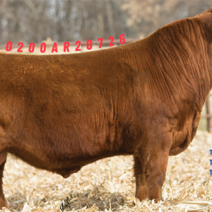 Red Angus Payload (Cọp) - 0200AR20726 - Canada - Trắng Nhỏ - Cọng