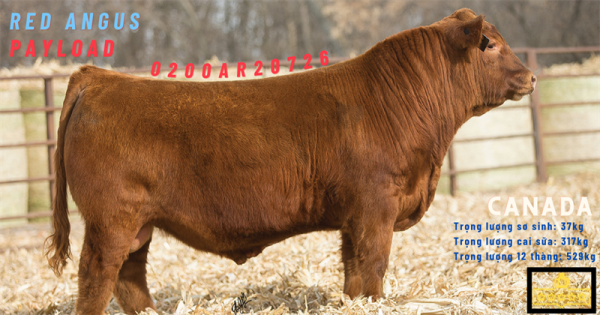 Red Angus Payload (Cọp) - 0200AR20726 - Canada - Trắng Nhỏ - Cọng