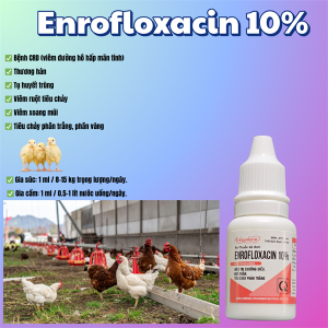 Á Châu Enrofloxacin 10% ORAL 10ml - Chướng diều, khô chân, sã cánh - Hộp 10 lọ