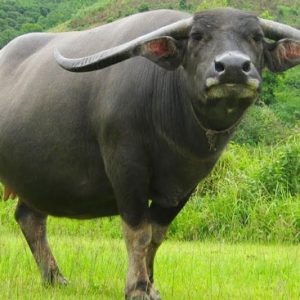 TINH TRÂU - Đỏ - Liều
