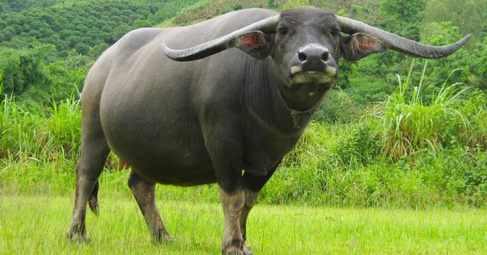 TINH TRÂU - Đỏ - Liều