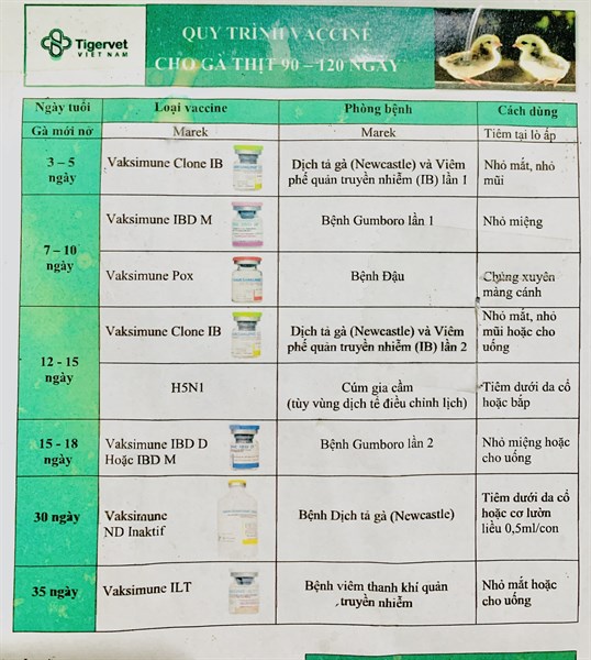 Vaccine Tigervet - Vaksimune Clone IB -New NDIB - Lọ 500 liều - Ảnh 3