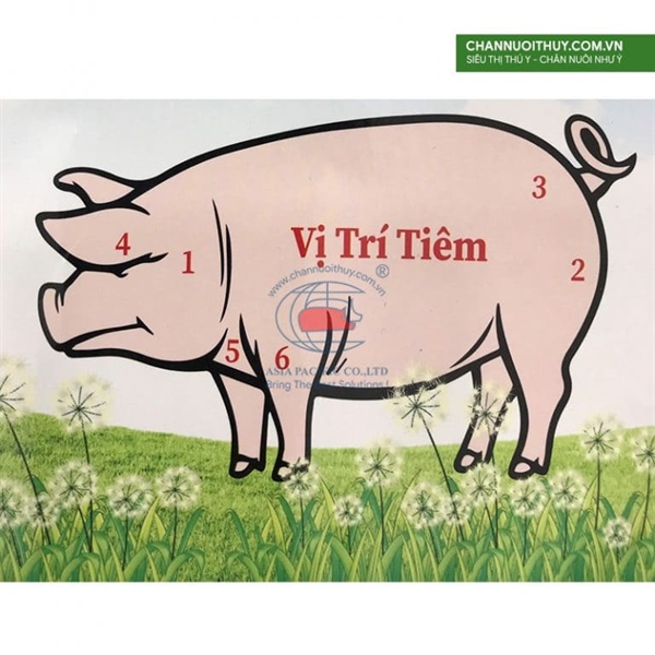 9N - 9x13 - Vỉ x 10 cái - Ảnh 4