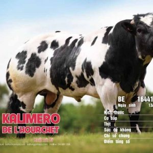 BBB KALIMERO - BE164411756 - 90 Points - Đỏ - Liều