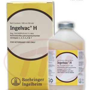 Vaccine Ingelvac H® - Phòng Viêm phổi dính sườn APP - 50 Liều - Lọ 50 liều