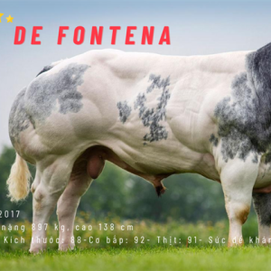 BBB NEWTON DE FONTENA - BE 858921577 - 92 Pionts - LIỀU