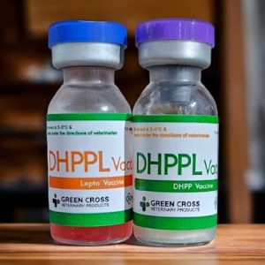 Alternative view of Vaccine Tigervet DHPPL - 6 bệnh Chó - Cặp