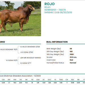 Alternative view of Red Brahman Rojo - 001RR00101 - Mỹ - Trắng To - Cọng
