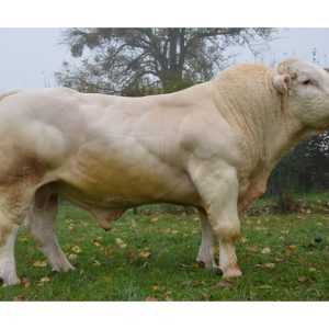 Charolais Floor - Kem Pháp - Trắng - liều