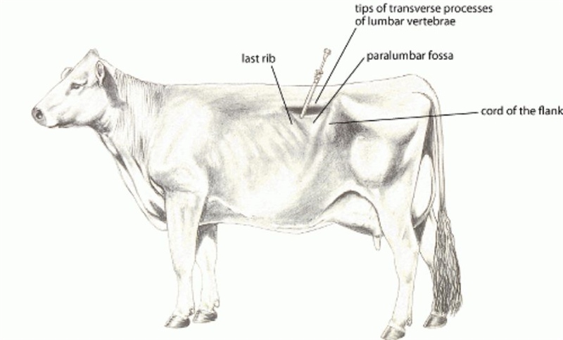 TROCA - Thông chướng hơi dạ cỏ, Chọc dò - Cái - Ảnh 3