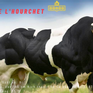 Alternative view of BBB KALIMERO - BE164411756 - 90 Points - Đỏ - Liều