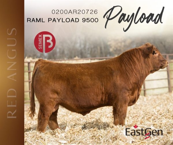 Red Angus Payload (Cọp) - 0200AR20726 - Canada - Trắng Nhỏ - Cọng - Ảnh 4
