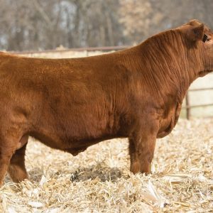 Alternative view of Red Angus Payload (Cọp) - 0200AR20726 - Canada - Trắng Nhỏ - Cọng
