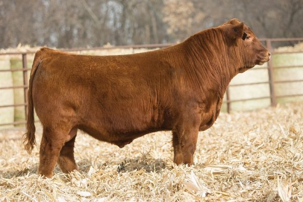Red Angus Payload (Cọp) - 0200AR20726 - Canada - Trắng Nhỏ - Cọng - Ảnh 2