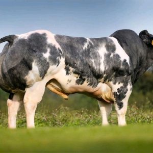 BBB DORURE DE CLEAUZEUR be 566028182 - Vàng - 87 Point - liều