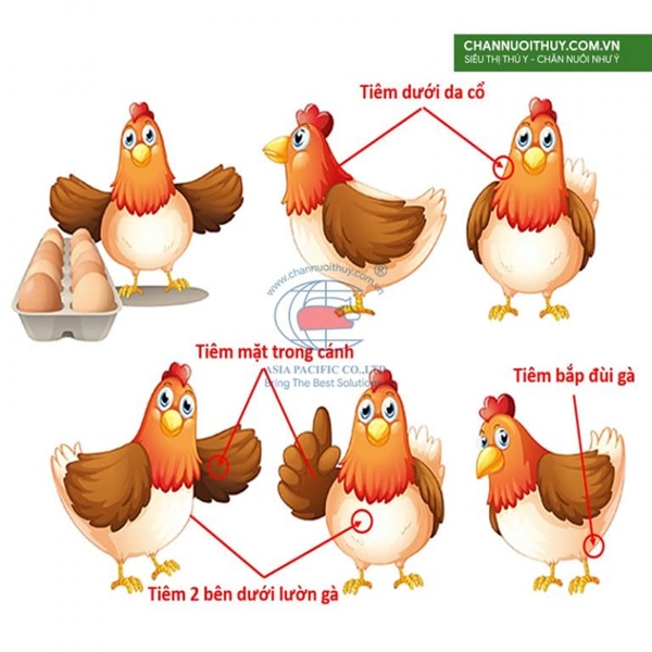 9N - 9x13 - Vỉ x 10 cái - Ảnh 3