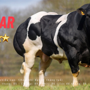 BBB KASTAAR - BE912458736 - 89 POINTS- Tím