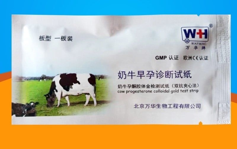 Que thử thai Trâu, Bò - cái