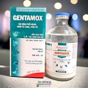 Á CHÂU GENTA AMOX - 72H