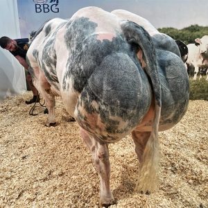 Alternative view of BBB Ederson BE667669421 màu vàng - 89 Point