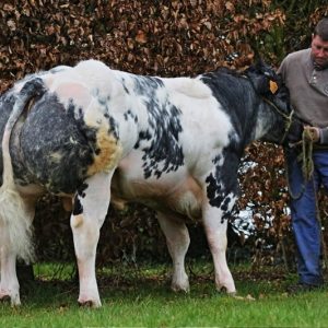 BBB Otis - BE167039586 - 88 điểm - Màu Vàng