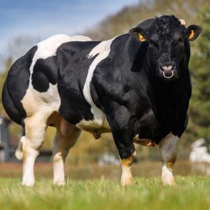 Alternative view of BBB KASTAAR - BE912458736 - 89 POINTS- Tím