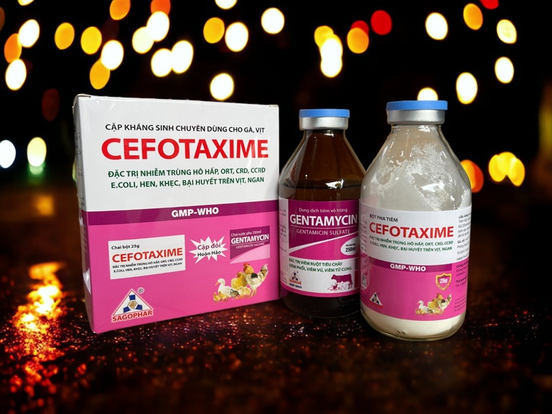 SAGOPHAR CEFOTAXIM + GENTAMYCIN (cặp tiêm Vịt, gà) - Ảnh 4