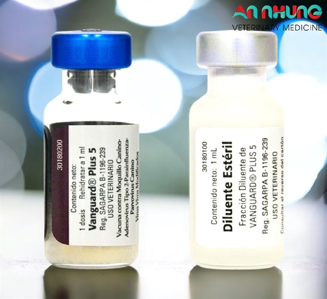Vaccine Zoetis VanGuard Plus - 5 bệnh chó - Ảnh 5