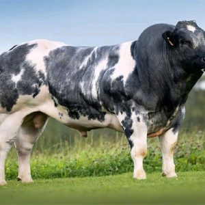 Alternative view of BBB DORURE DE CLEAUZEUR be 566028182 - Vàng - 87 Point