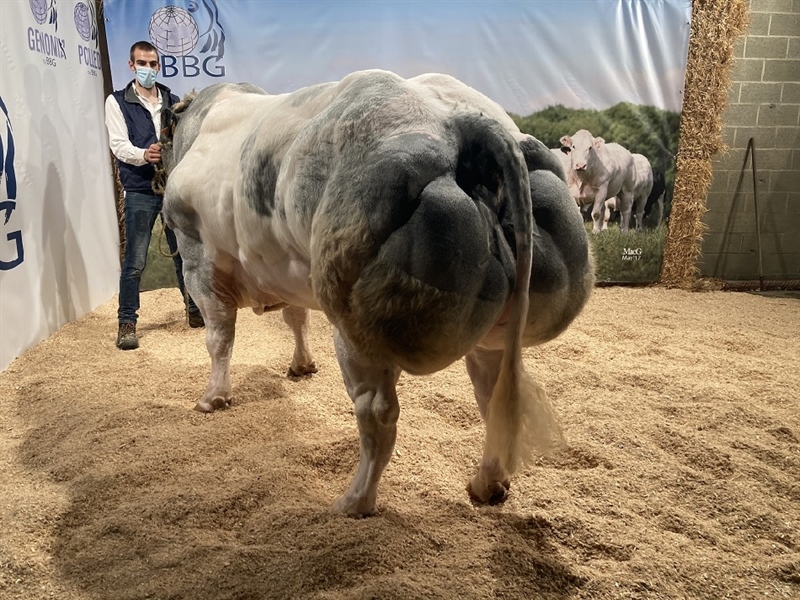 BBB NEWTON DE FONTENA - BE 51552257- 92 Pionts - Ảnh 3