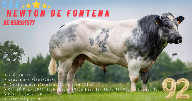 BBB NEWTON DE FONTENA - BE 51552257- 92 Pionts