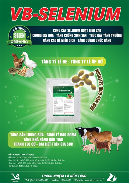 VB SELEN E - Ảnh 2
