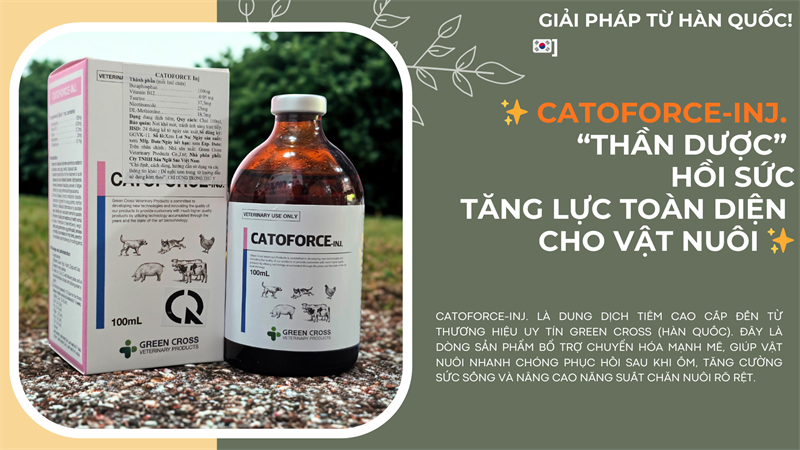 SISTAR CATOFORCE 100ml - Ảnh 2